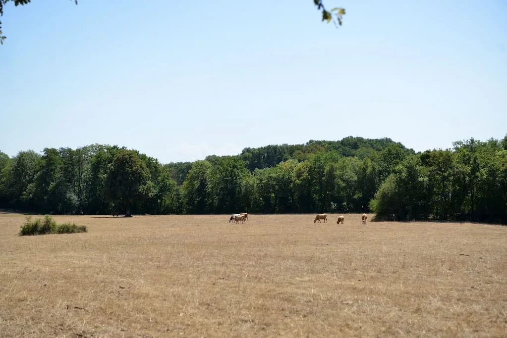 Seceta din Franța: când ideologia ucide agricultura și suveranitatea